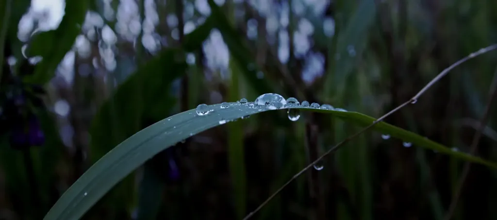 videostill wetlands film